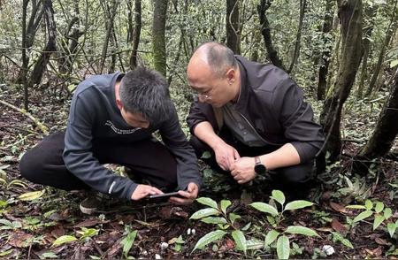 贵州六盘水发现百余株珍稀水晶兰，近危级保护刻不容缓！