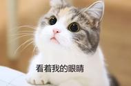 四脚吞金兽：这些猫种的昂贵性让你买得起养不起