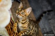 狸花猫与虎斑猫：相似性与区别的探讨