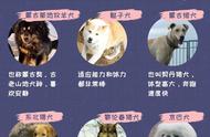 中华田园犬：全面盘点