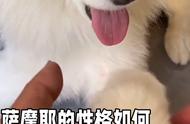 萨摩耶犬：一种理想的家庭宠物吗？