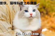 猫咪科普：布偶猫的全面解析