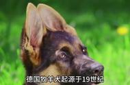 德国牧羊犬：传奇的忠诚伴侣