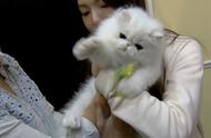 疯狂爱猫！女子冒险偷走2只“蓝眼波斯猫”，伪装孕妇藏匿