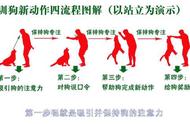 图图的比格犬生活：性格特点与训练技巧