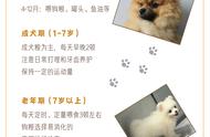 博美犬养护全攻略：常见病症一网打尽