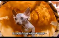 揭秘宠物猫的智商：你家的猫咪上榜了吗？#猫咪的神秘行为