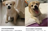 西安小区将全面清理禁养犬只