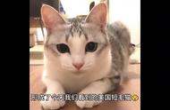 揭秘美国短毛猫：你了解多少？