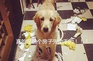 金毛犬的五大优点，为何仍有人不再选择饲养？