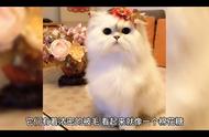 金吉拉猫：一种优雅的猫咪品种