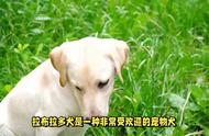 拉布拉多犬：为何它们常被遗弃？