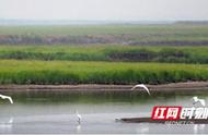 借鉴太湖、鄱阳湖、琵琶湖的经验，湖南将立法保护洞庭湖