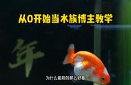 水族博主的视频制作秘诀：原来如此简单！