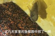 雷龙鱼：神秘的海洋生物