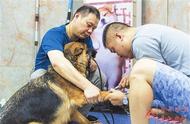 CSV德国牧羊犬俱乐部认证活动，你了解多少？