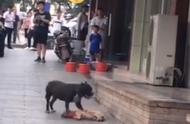 震惊！比特犬当街咬死宠物狗，主人竟未露面