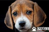 探索比格犬的独特特征：活泼、亲近人类