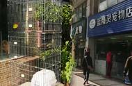 深圳宠物店犬吠问题引发关注：居民投诉不断