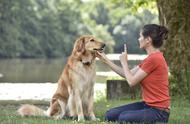 详解不同训犬方式：哪种更适合你的狗狗？