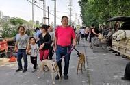 逛狗市必知：揭秘金毛、拉布拉多、马犬等犬种的市场价位