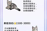 猫咪品种大揭秘：从缅因猫到布偶猫，你了解多少？