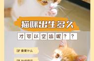 猫咪空运：了解最佳时间