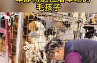 揭秘狗贩眼中的利润观：比格犬与田园犬的价值对比