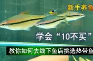 如何在鱼店挑选健壮的热带鱼？10个要点告诉你！