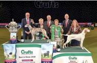 惠比特犬闪耀世界：夺得Crufts 2018年犬展桂冠