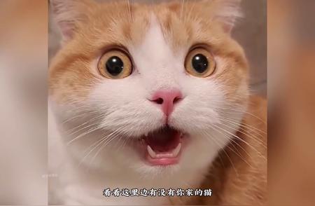 猫界智慧之选：揭秘最聪明的几种猫