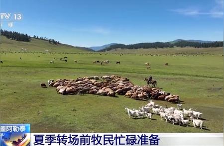 牛羊“徒步游”启幕：阿勒泰夏季转场盛宴