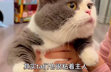 猫咪的世界：探索猫科动物的神秘面纱