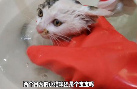 养猫新手必看：两个月大的小猫咪洗澡指南