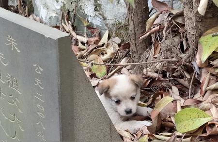 墓地遭遇流浪小奶狗，令人心疼的故事