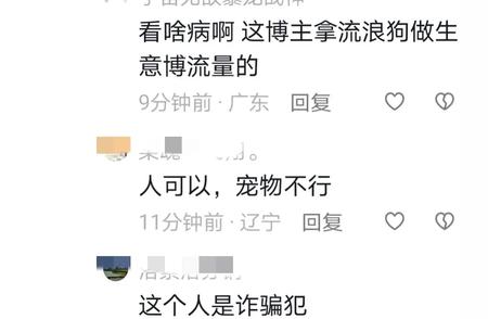 博主救助流浪狗引发争议！背后的故事是什么？