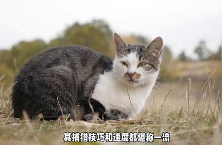 宠物猫战斗力排行榜：谁是最强猫咪？