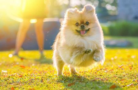 狗狗世界的奥秘：从宠物犬到工作犬的全方位解析