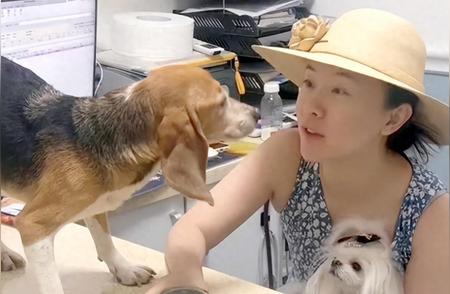 揭秘实验犬界的热门选择：为何比格犬成为首选？