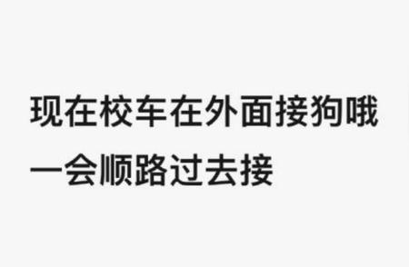 年轻人新潮流：送狗子上“幼儿园”求安心工作