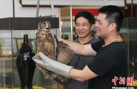 暴风雨中的守护者：野生动物雕鸮的救助之旅