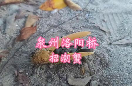 揭秘招潮蟹的奇特习性