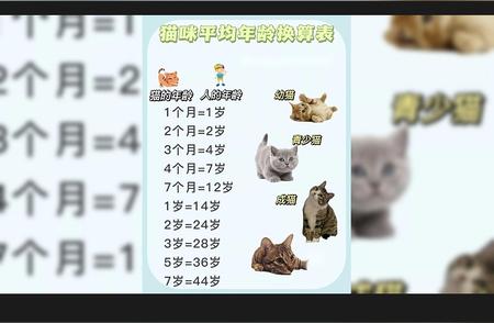 猫咪成长阶段：了解猫咪生命的五个重要时期