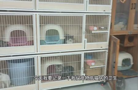 宠物店猫房清洁状况揭秘