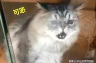 猫咪寄养宠物店体验分享：一次出乎意料的服务