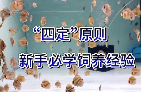 新手饲养七彩神仙鱼的四个关键点——四定原则全解析！