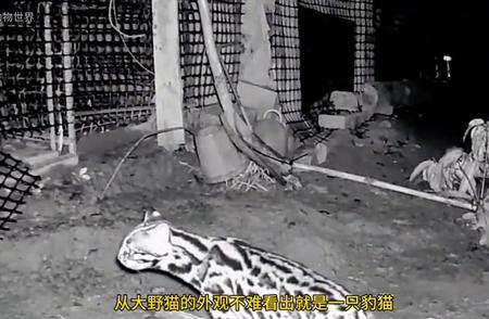 豹猫出没！偷鸡事件真实画面曝光