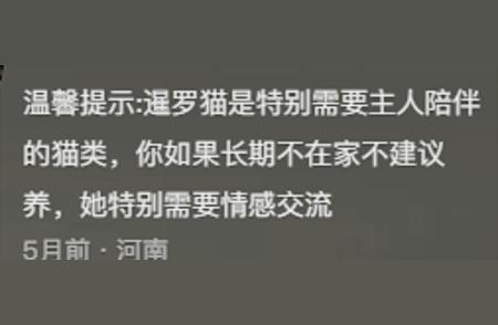 暹罗猫的独特行为：为什么被称为菲佣？