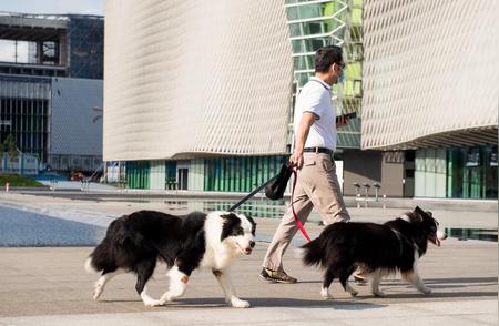 揭秘边牧：为何称犬界霸主？