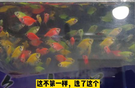 探索神奇的水族世界：天使鱼介绍